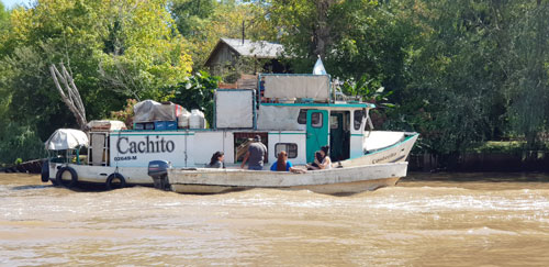 el tigre Buenos Aires